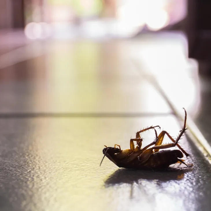 Pest Control Solutions